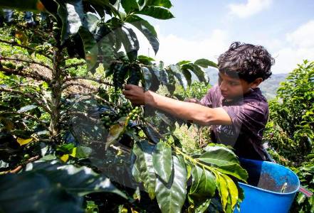 Fenómeno de El Niño pone en riesgo ocho de las 10 principales exportaciones agrícolas de Colombia