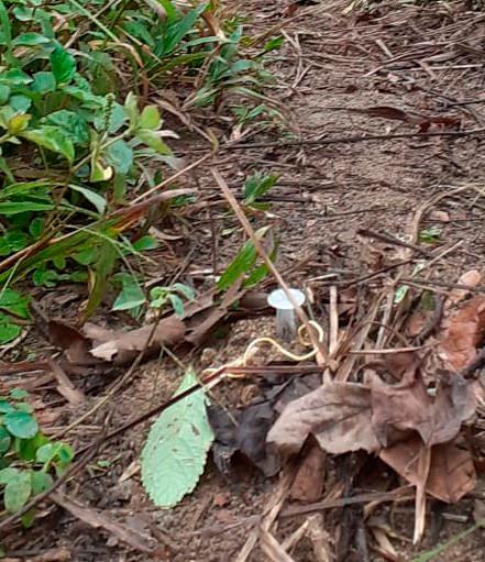 En la imagen se puede ver la jeringa, típico artefacto explosivo usado hace muchos años por las Farc y ahora por otros grupos ilegales: FOTO: Cortesía