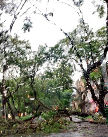 Imagen de uno de los árboles caídos en la tarde de este lunes. FOTO: Cortesía DAGRD