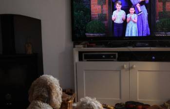 El estudio reveló, entre otras cosas, que los programas de televisión favoritos de los perros son los que muestran a otros perros. Foto Getty.