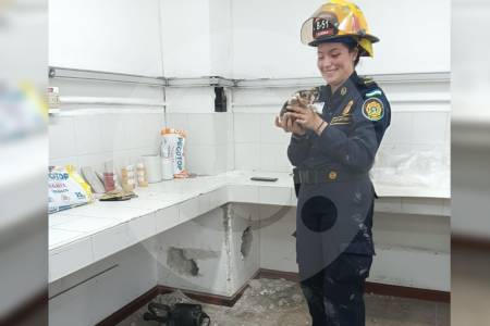 Video | Así fue el rescate de un gato bebé que sobrevivió tres días atrapado en una bodega del Valle de Aburrá