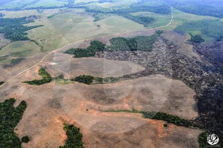 Greenpeace alerta por deforestación de 8.896 hectáreas en parques nacionales de la Amazonía colombiana