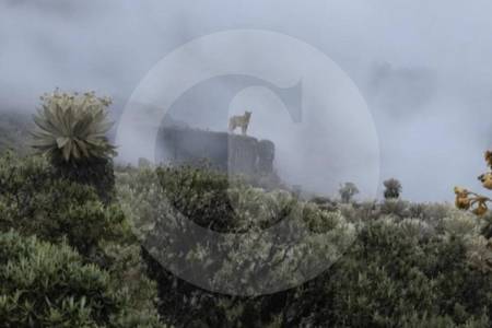 ¡Hermosa vista! Presencia de puma concolor en el Parque Nacional Pisba revela riqueza de fauna en páramos de Boyacá