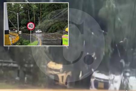¡Atención! Aguacero terminó tumbando árboles en la Variante a Caldas ¿En qué sector?