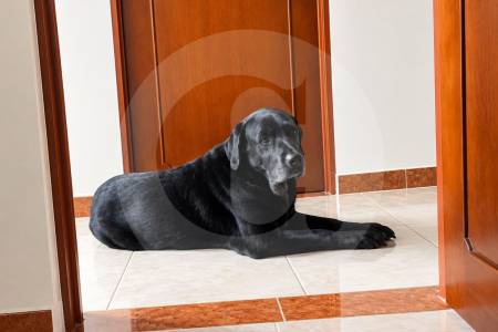 Entre el amor y dejar ir: la Corte prohíbe sacrificar animales solo por estar viejitos