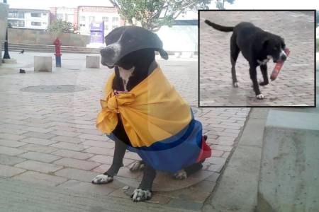“Lucy no es ninguna ‘ladrona’”, familia de perrita captada con salchichón en Rionegro desmiente rumores