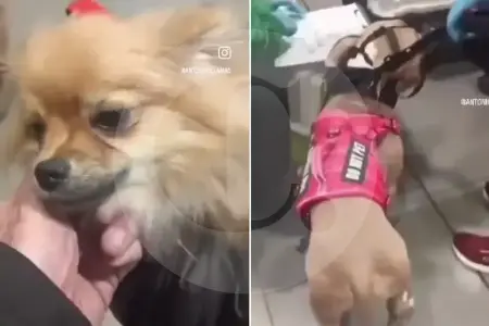 “Prefirieron que les dieran la eutanasia”: la respuesta de la pareja que abandonó a sus perros en El Dorado
