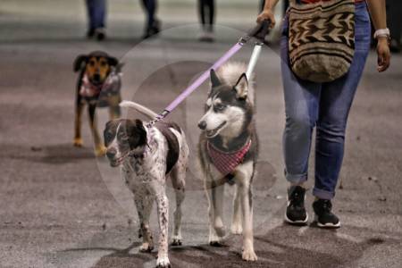 La historia de Júpiter, el perrito con displasia al que no dejaban usar ascensor