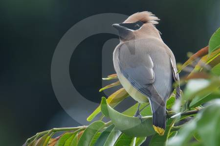 ¡Qué emoción! en Rionegro presenciaron un ave que no se veía hace 38 años en Antioquia