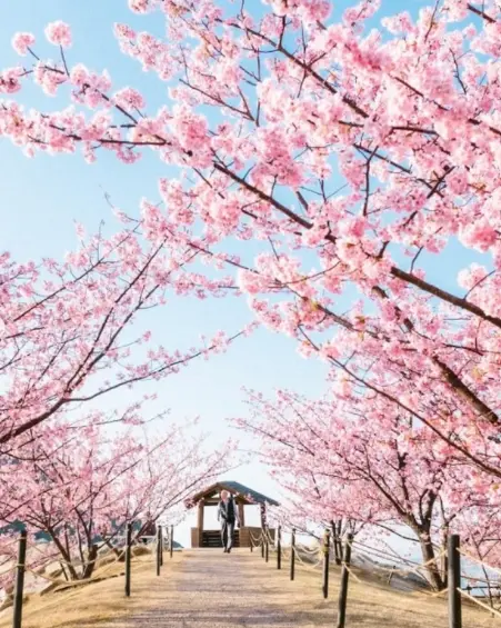 Cerezos en flor en el Parque Histórico Shiroyama, Prefectura de Yamaguchi. Foto: tomada de redes sociales Japan Endless Discovery / @kaji_nori06 @potadayo
