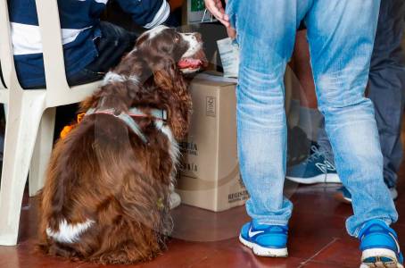 Elecciones 2026: ¿puedo llevar a mi mascota al puesto de votación?