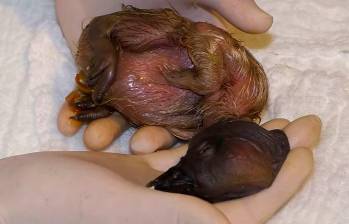 Ámbar, la tercera cóndor andina nacida por incubación artificial en el Parque Jaime Duque. FOTO tomada de Instagram @parquejaimeduque