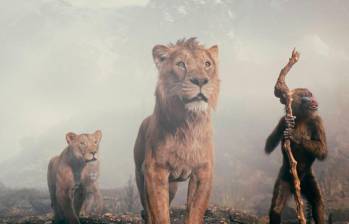 Los leones (Panthera leo) destacan por su aguda vista nocturna, que les permite detectar movimientos en la oscuridad. Su oído capta sonidos lejanos, como pasos o balidos, con gran precisión, mientras que su olfato identifica rastros de presas y señales químicas en el entorno, y cada uno de estos rasgos, además de ser esenciales para su éxito como depredadores, están presentes en Mufasa: El Rey León. FOTOS Cortesía