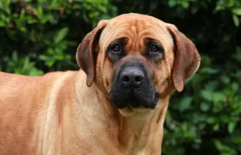 El tosa inu es una raza de perro considerada como peligrosa o poco adoptable en Corea del Sur. Imagen, iStockphoto.