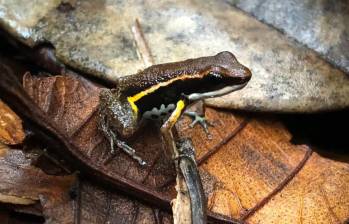 Individuo adulto de la nueva especie Epipedobates currulao en Ladrilleros, Valle del Cauca. FOTO: Cortesía Universidad de los Andes y Mileidy Betancourth-Cundar