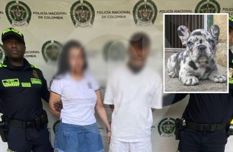 Bulldog murió tras ser lanzada desde un balcón durante pelea de una pareja en Medellín