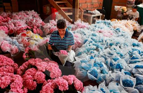 Precio del dólar pone en jaque a floricultores del oriente antioqueño