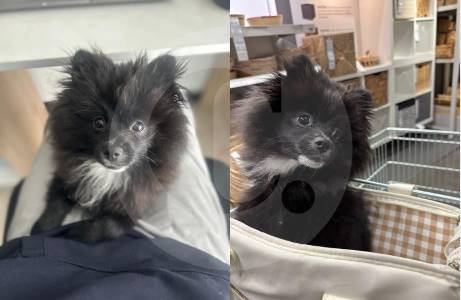 Apareció Pato, el perro que se llevaron en un robo en Bogotá tras amenazar a sus dueños