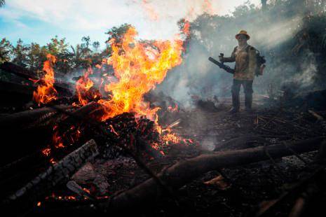 La selva de este país perdió 13.235 kilómetros cuadrados de cobertura vegetal desde el año pasado. Foto: EFE