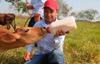 El programa Vaca Madrina se consolida como uno de los casos más relevantes de sostenibilidad empresarial en Colombia. FOTO CORTESÍA