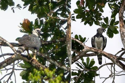Avistaron una águila arpía en San Cipriano, ubicada en el municipio de Buenaventura, Valle del Cauca. FOTOS: Corporación Autónoma Regional del Valle del Cauca 