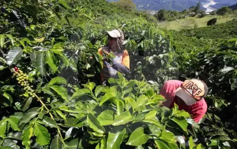 Casi el 50% de los empleos en 2025 provino de trabajadores por cuenta propia y jornaleros; hay riesgos de informalidad