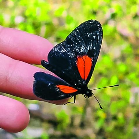 Una de las niñas investigadoras con una mariposa en sus dedos antes de liberarla. FOTO Santiago Yepes Vidal. 