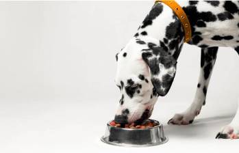 Esta nueva marca está enfocada en transformar la relación de los perros con su alimentación, integrando buen sabor y nutrición funcional para mascotas. FOTO: Shutterstock.