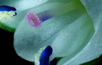 El video ganador del primer lugar mostró la autopolinización de una flor de Veronica serpyllifolia, revelando la sorprendente estrategia de supervivencia de esta pequeña planta silvestre. FOTO: Cortesía Nikon Small World in Motion 2025
