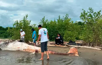 Así fue encontrada la ballena minke, de 6,7 metros de largo, en la desembocadura del río Turbo con el mar. FOTO: CORTESÍA CORPOURABÁ