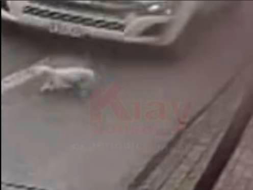 Este es el momento en que la canina es atropellada por el vehículo, accidente del que milagrosamente logró sobrevivir. IMAGEN CAPTADA DE VIDEO