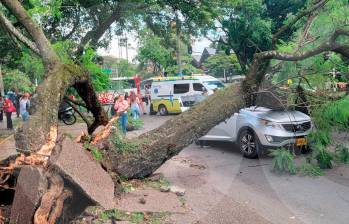 Por la caída de este árbol la avenida 80 se encuentra cerrada desde la calle 53, mientras se atiende la emergencia. FOTO: Cortesía