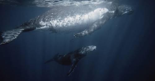 La obra capta el canto de una ballena jorobada, en el Caribe.