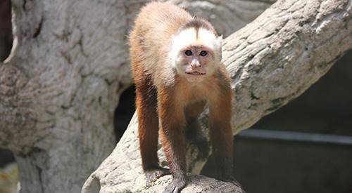 Mono cariblanco. Foto: PARQUE DE LA CONSERVACIÓN