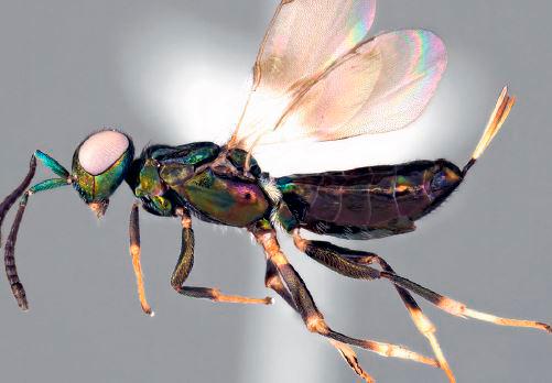 Esta es la Eupelmus curvator, la recién identificada especie de avispa. FOTO: Taisuke Kawano