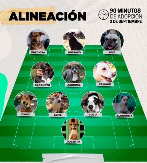 Esta es la nómina de los perros que acompañarán a los jugadores de Nacional en el Atanasio, y que buscan un hogar. FOTO PATALLAZO