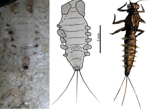 Descubren insectos que habitaron Colombia hace 100 millones de años
