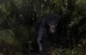 Saliendo de la oscuridad, la imagen del oso andino captada por Santiago J. Monroy García en la Reserva Natural Ecopalacio, fue destacada por el Museo de Historia Natural de Londres entre las mejores del certamen Wildlife Photographer of the Year 2025. FOTO cortesía Santiago J. Monroy García