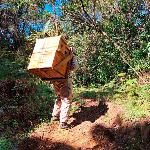 La miel se produce en una reserva natural, entre Támesis y Jardín. <b>FOTO CORTESÍA</b>