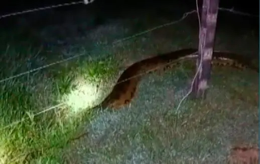 Esta es la anaconda que apareció entre Puerto Nare y Puerto Triunfo. FOTO: TOMADO DE VIDEO PUERTO NARE ES NOTICIA