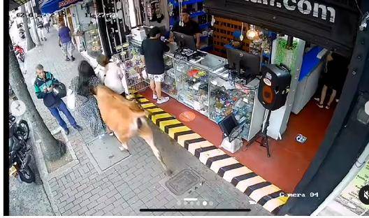 Momento en el que un bovino embiste a dos mujeres en Envigado. FOTO captura de video