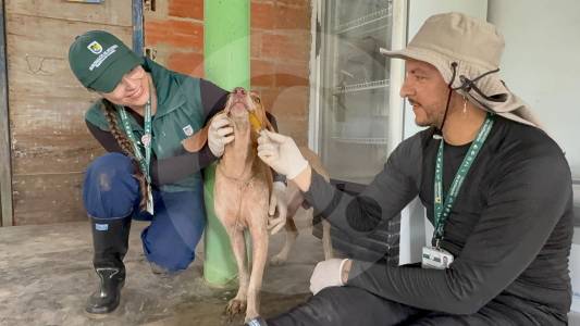 Despliegan equipo veterinario en Urabá para atender animales afectados por las lluvias