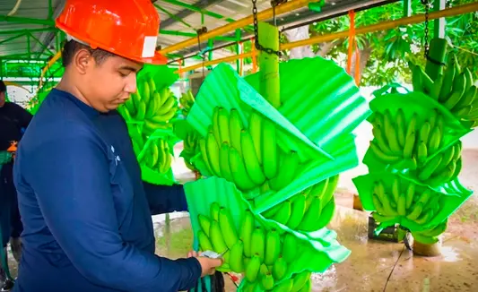 Productores bananeros de Magdalena y La Guajira enfrentan presión en sus ingresos por la revaluación del peso y el aumento de costos en 2026. FOTO suministrada por Libreta Personal