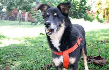 Este es uno de los perritos geriátricos del refugio La Perla, que busca un nuevo hogar. FOTO: Cortesía