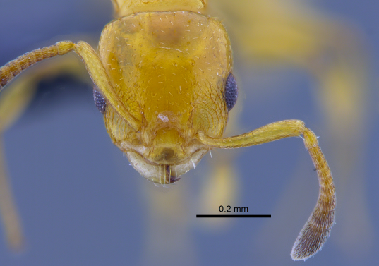 Investigadores colombianos descubrieron tres nuevas especies de hormigas —en la foto, una de ellas, la <i>Nesomyrmex konina— </i>en el bosque seco tropical, un ecosistema amenazado y poco estudiado. FOTOS cortesía Roberto José Guerrero