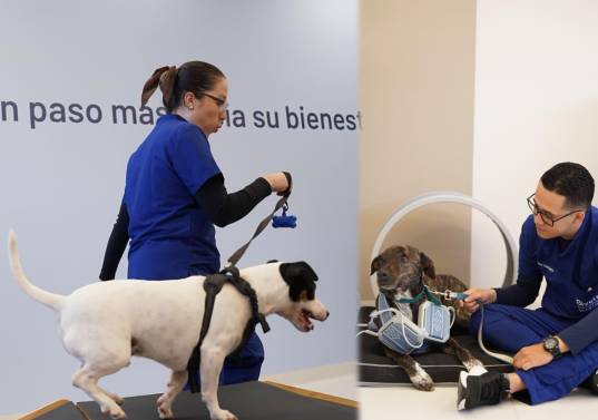 El centro integra espacios de fisioterapia, hidroterapia y atención clínica especializada para animales de compañía, ubicado en la Avenida Las Palmas. FOTOS cortesía Bivett
