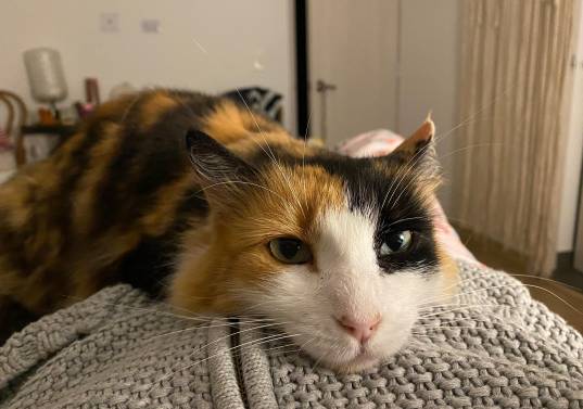 Filomena fue adoptada en medio de la pandemia, murió semanas atrás. Foto: Cortesía