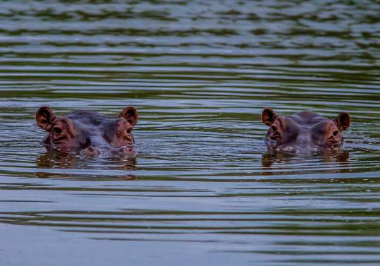 Los hipopótamos del Magdalena Medio se han convertido en un verdadero problema ambiental y social, pues además de que son una especie que altera el ecosistema, su reproducción endogámica los puede enfermar y mutar. Foto: Camilo Suárez