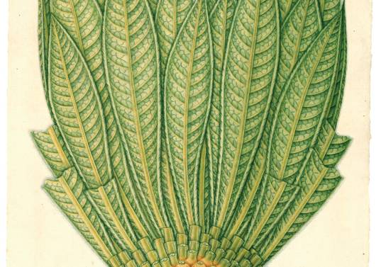 Espeletia grandiflora. Este es uno de los 23 dibujos de la Expedición de Mutis que puede ver en la exposición Mutis, la Expedición continúa. Foto: Real Jardín Botánico de Madrid.