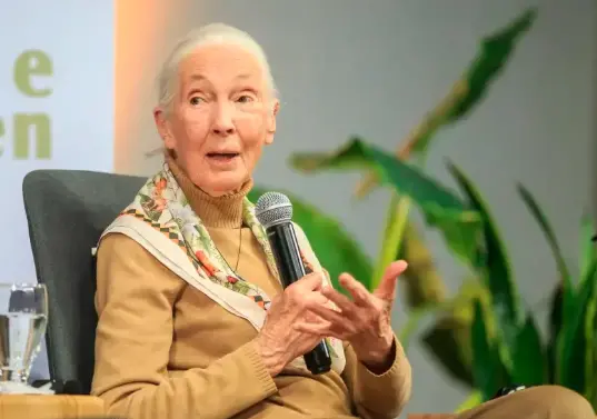 Jane Goodall durante su visita a Medellín en 2024. FOTO: Camilo Suárez